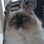 Flore - 5 ans - Chatterie Ragdolls du Val de Beauvoir